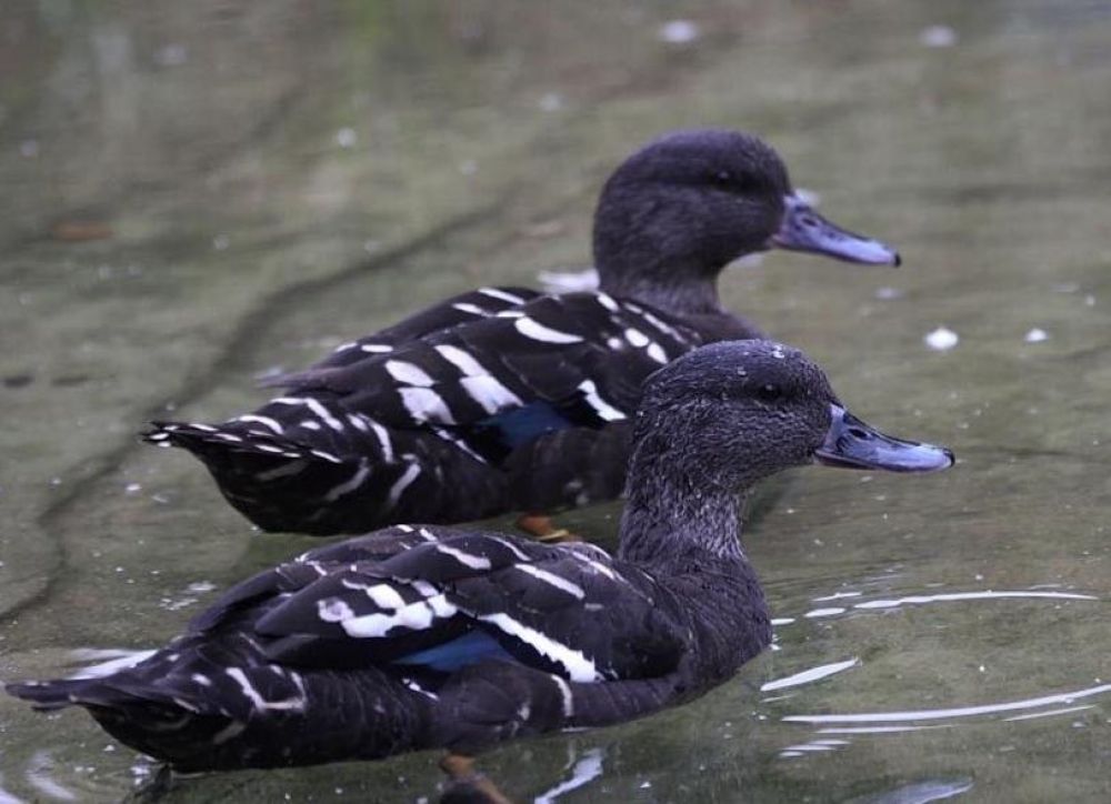 Hunting African Black Duck