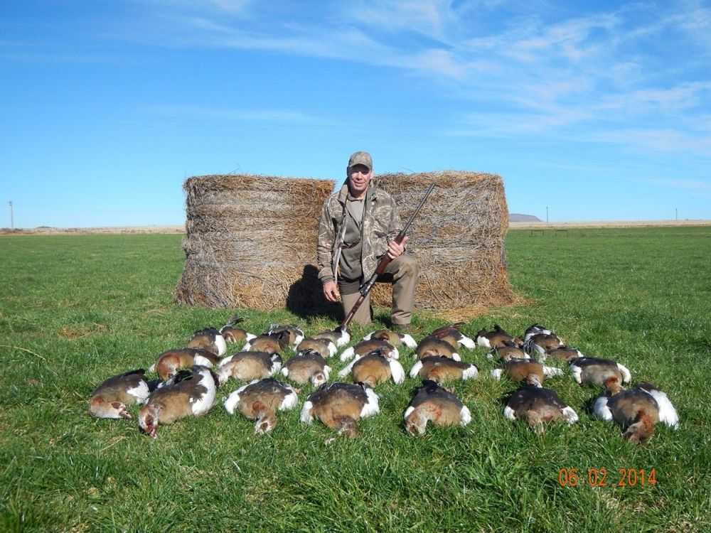 decoying_egyptian_geese_ing_south_africa.jpg