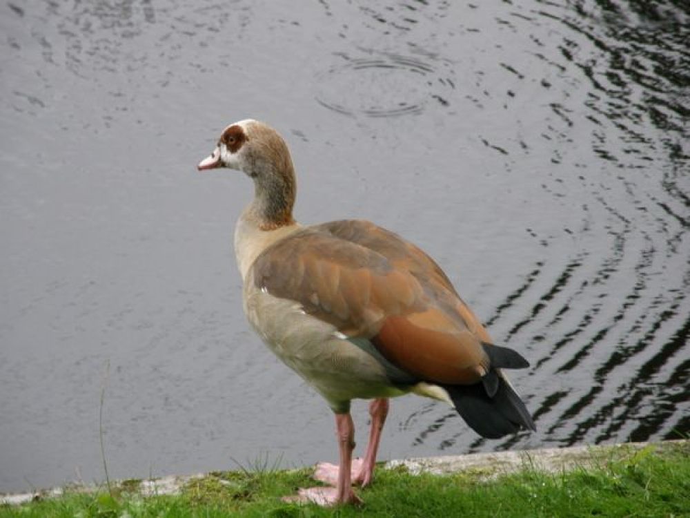 Hunting Egyptian Goose - South Africa