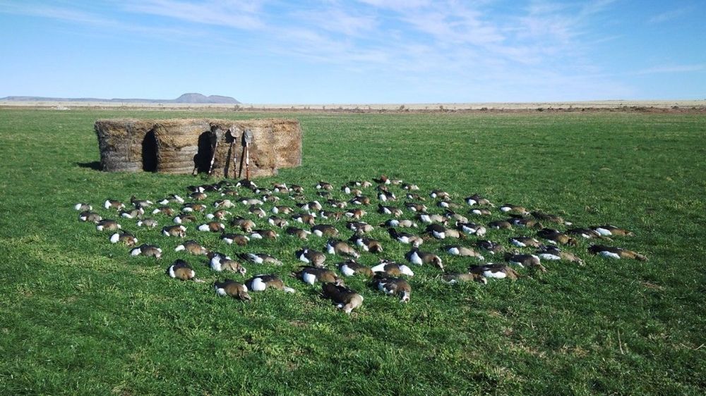 goose_hunt_south_africa.jpg