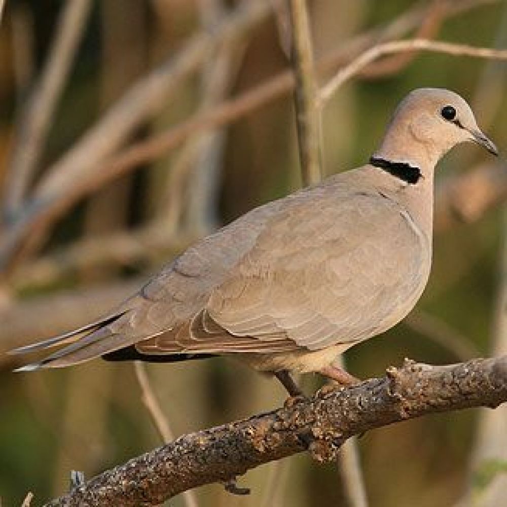 Hunting Cape Turtle Dove - South Africa