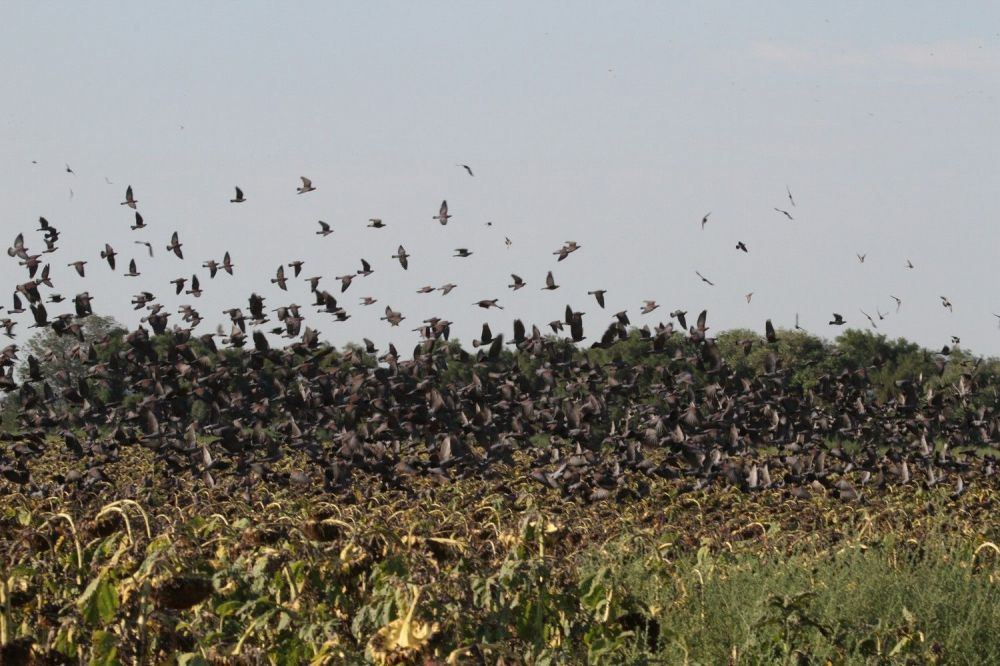 pigeon_dove_hunting.jpg