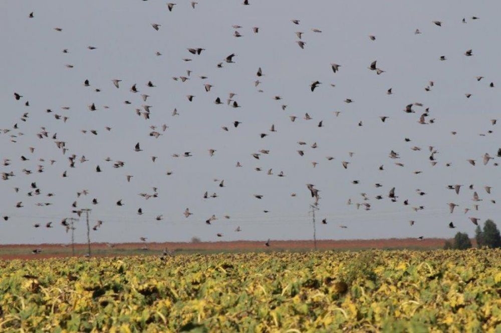 pigeon_waterfowl_package_2.jpg
