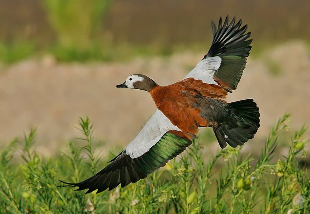 shelduck.jpg