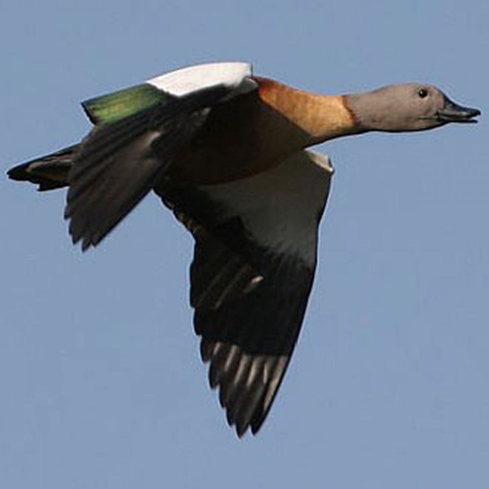 shelduck_flying.jpg