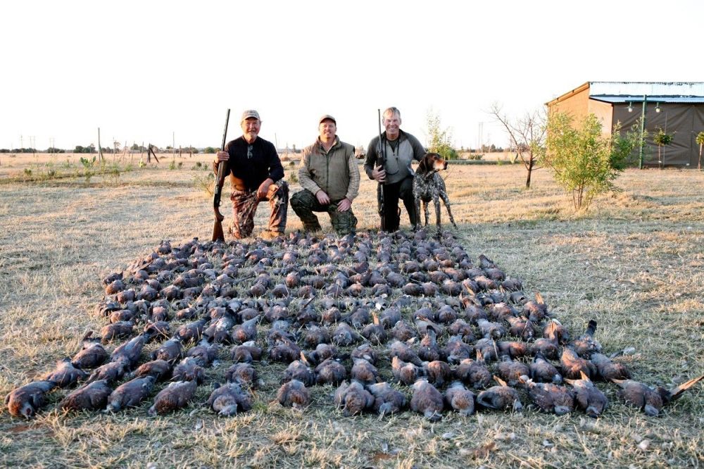shooting_rock_pigeon_in_south_africa1643625598.jpg