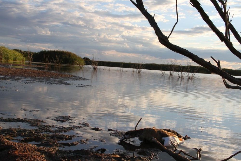trophy_waterfowl_shooting_in_south_africa.jpg