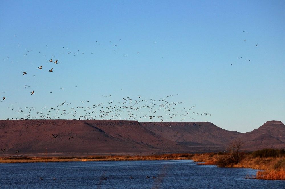 waterfowl_into_resevour_in_the_late_afternoon.jpg