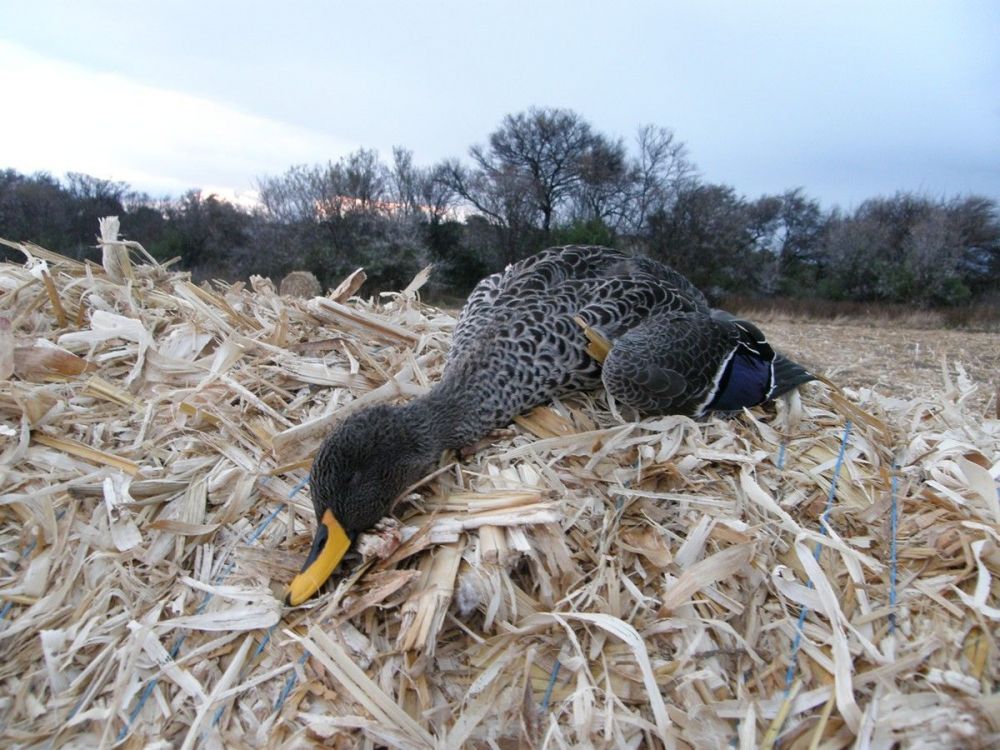 yellowbill_duck_south_africa.jpg