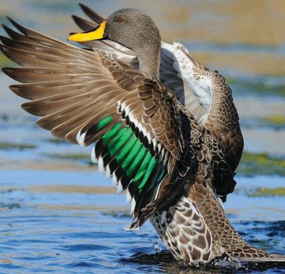 Hunting Yellowbilled Duck - South Africa