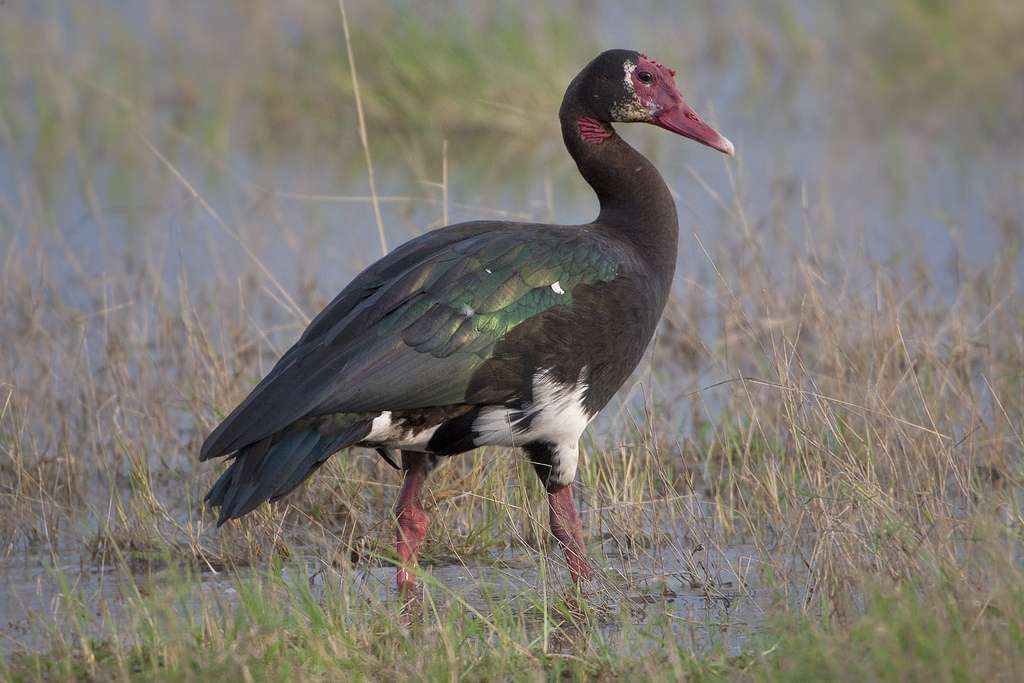 Hunting Spur Winged Goose